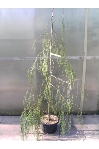 Кипарисовик пониклий Імбріката Пендула в контейнері